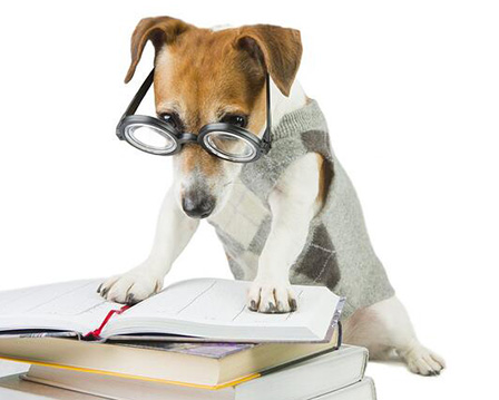 cute puppy wearing glasses seeming to be reading a book