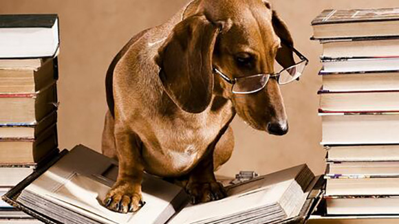 cute dog wearing glasses appearing to read a book its standing on