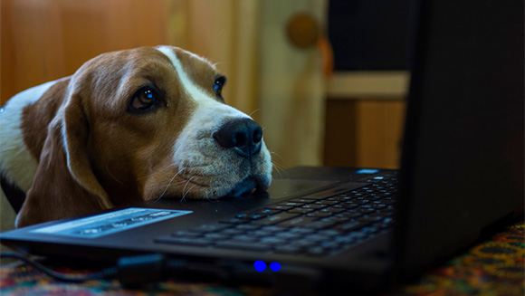 sweet hound dog leaning its chin on the keyboard of a laptop, seemingly watching the screen