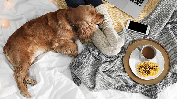 overhead view of person laying on bed, showing just their feet, a dog resting its head on the feet, with a phone, laptop, and tray with coffee and waffles all spread around