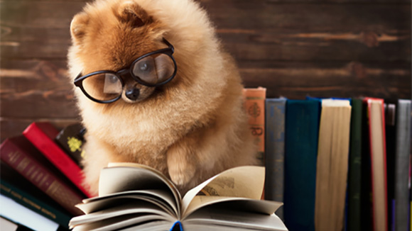 fuzzy little dog wearing glasses appears to be reading a textbook