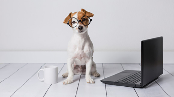 small white and brown dog wears glasses and sits next to laptop and a coffee cup