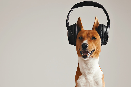 dog wearing pair of headphones