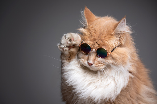 cat wearing pair of round sunglasses