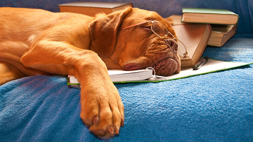 dog wearing glasses sleeping on a mound of college textbooks