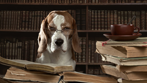 stern looking hound sitting behind a stack of books, wearing glasses