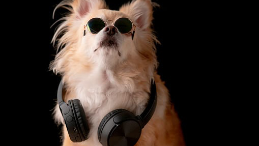 dog wearing sunglasses with headphones draped around its neck