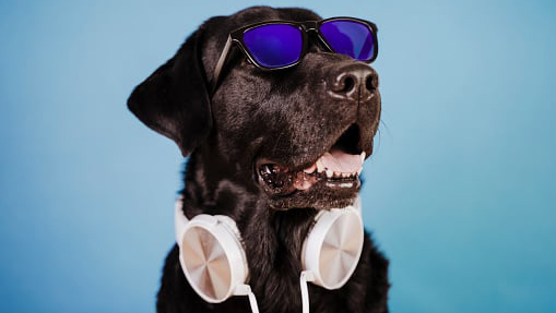 black dog wearing sunglasses with headphones around neck