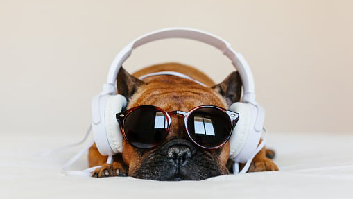dog laying down wearing sunglasses and headphones