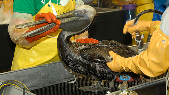 a pelican covered in oil gets cleaned by volunteers