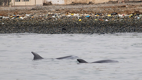 dolphins swim in front of a polluted coastline