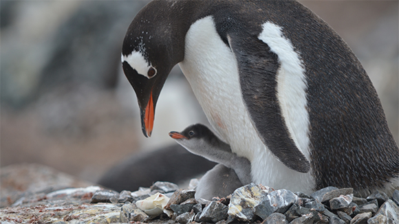 image of an adult penguin with chick between its legs sitting in a rock nest taken by dr. henry during her trip to Antarctica