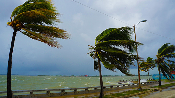 palm trees bending in heavy winds, turbulent waves on coastline in the distance