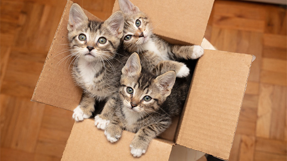 three gray tabby kittens in a carboard box