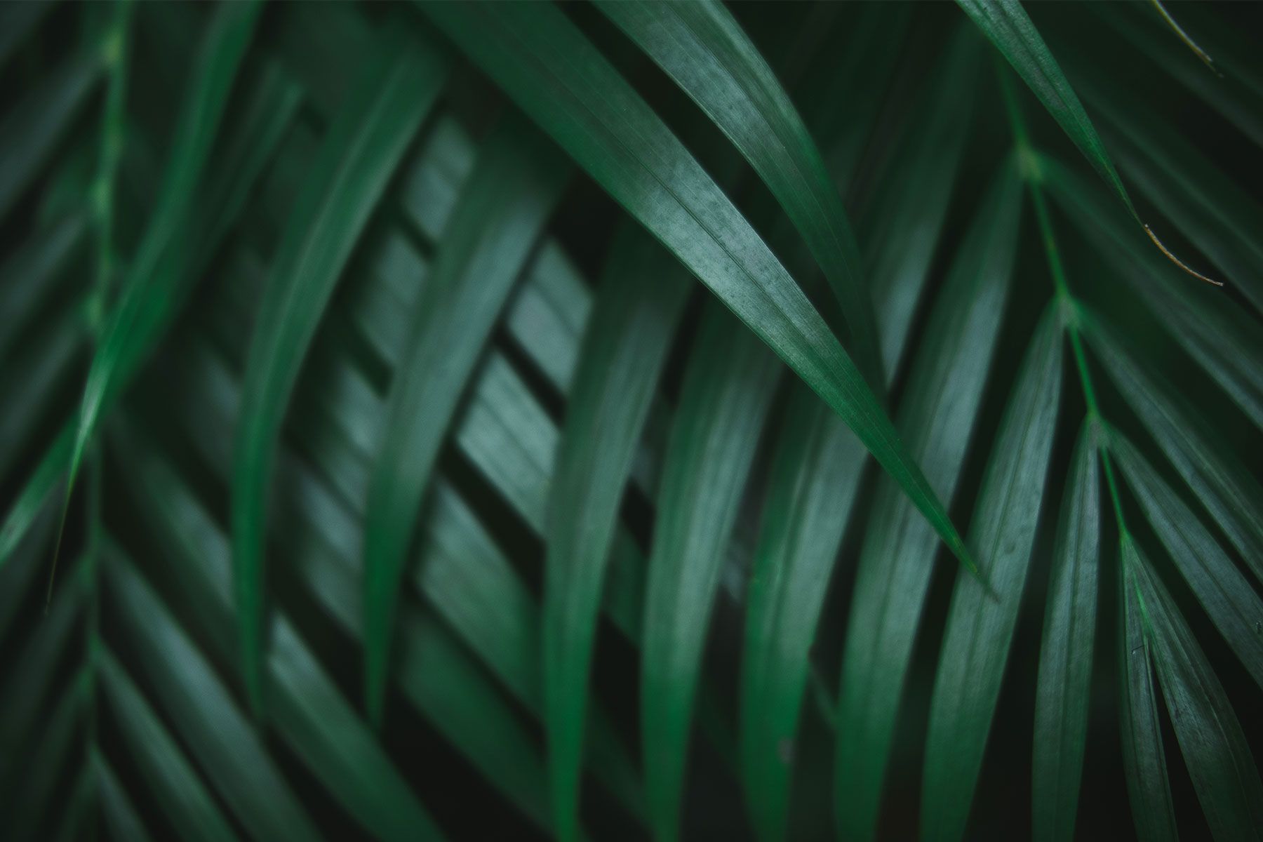 close-up of dark palm leaves