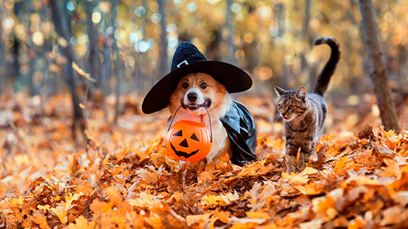cute corgi dog in fancy black hat and striped cat sitting in autumn park with pumpkin for halloween